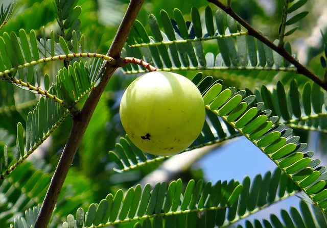 amla indian gooseberry Home Remedies for Cough